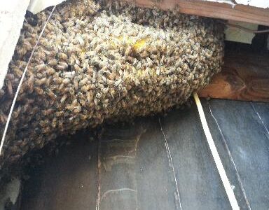 Bee Hive Removal Services Bee Hive Removal Services