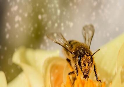 How To Get Rid Of Bees In An Environmentally-Friendly Manner How To Get Rid Of Bees In An Environmentally-Friendly Manner