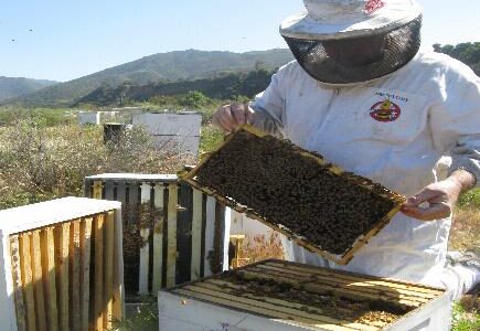 4 Questions You Need To Ask Pest Control For Bees Services 4 Questions You Need To Ask Pest Control For Bees Services