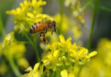Professional Bee Removal Services Professional Bee Removal Services